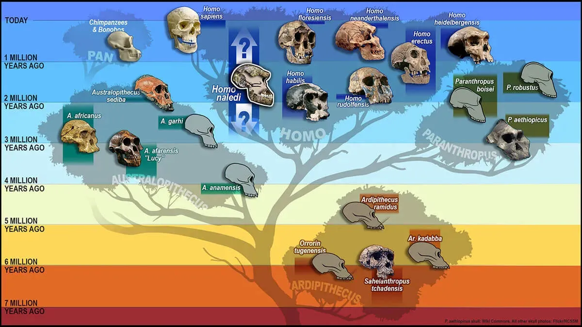 hominid tree skulls2560 c